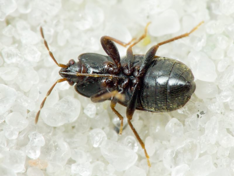 Plinthisus brevipennis (Latreille, 1807)